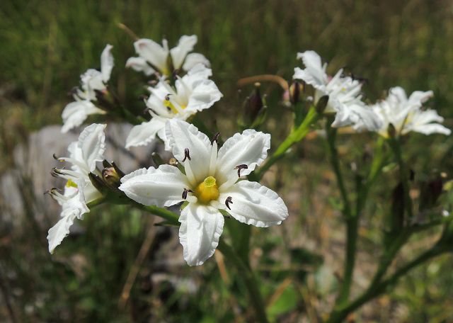 2012年7月26日、イワイチョウの花