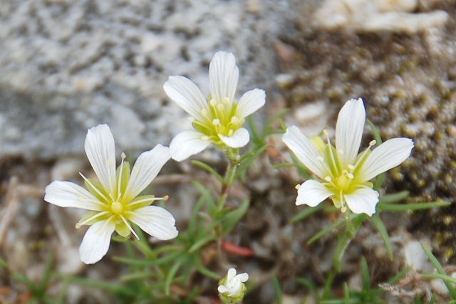 タカネツメクサの花