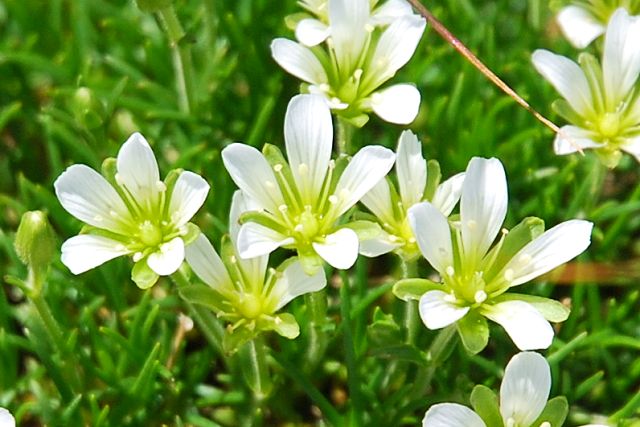 タカネツメクサの花