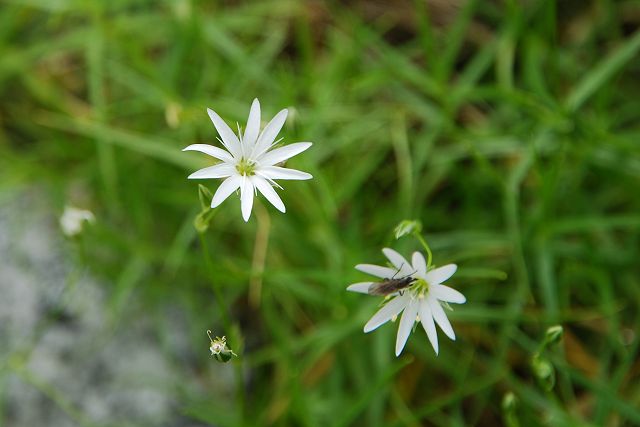 イワツメクサの花