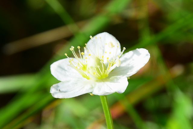 ウメバチソウの花