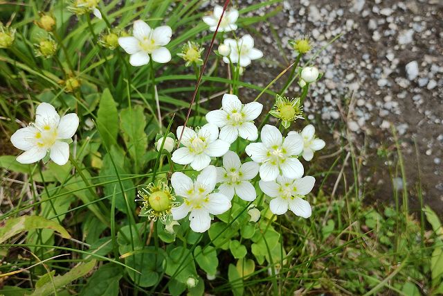 ウメバチソウの花々