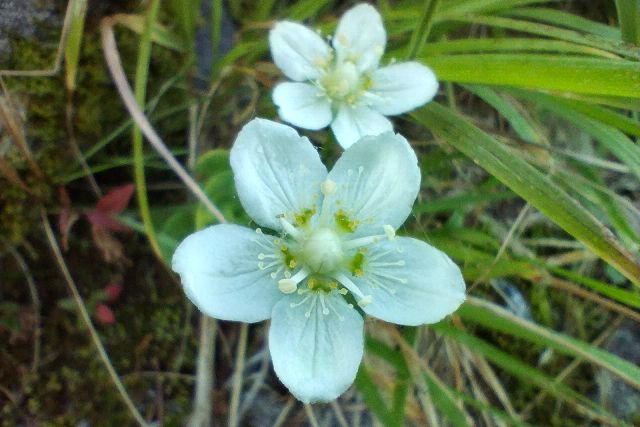 ウメバチソウの花