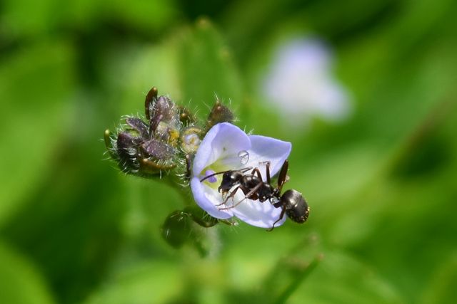 ヒメクワガタの花の蜜を吸う蟻