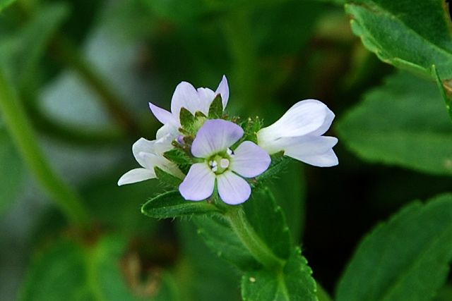 ヒメクワガタの花