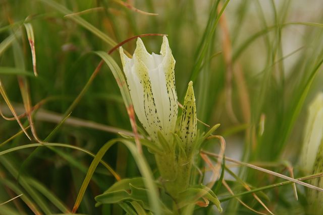 トウヤクリンドウの花