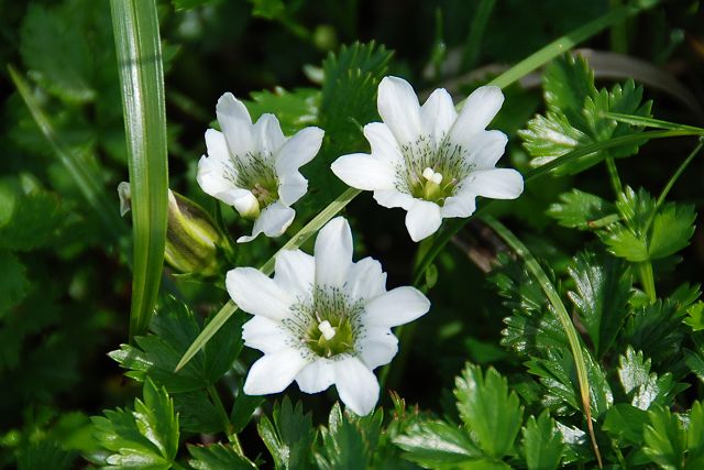 タテヤマリンドウの花々