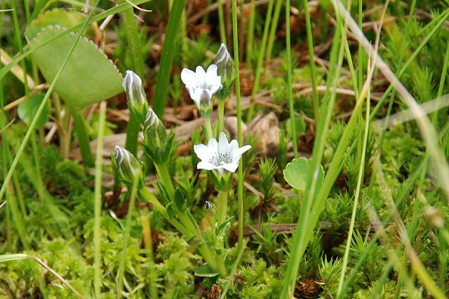 りんどう池北側の登山道で見たタテヤマリンドウ