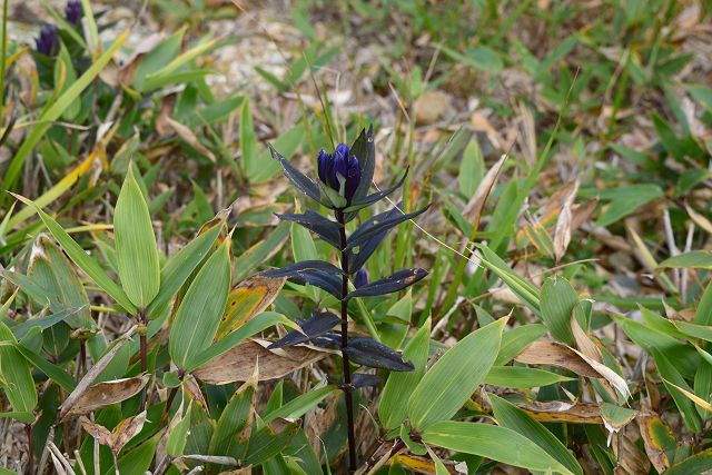 薬師岳への登山道・太郎坂で見たオヤマリンドウ