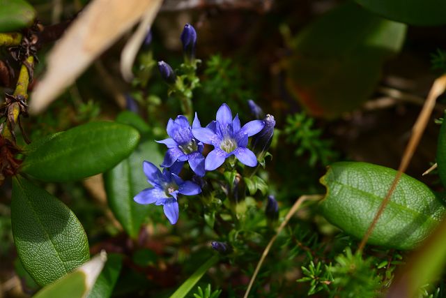 薬師岳への登山道で見たミヤマリンドウ