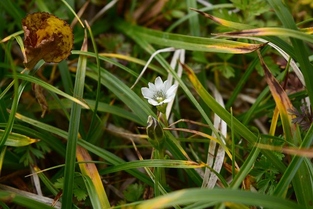 薬師岳への登山道で見たタテヤマリンドウ