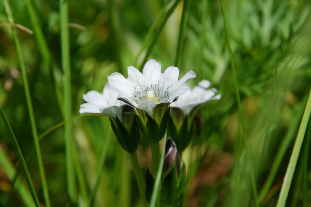 横から見たタテヤマリンドウの花