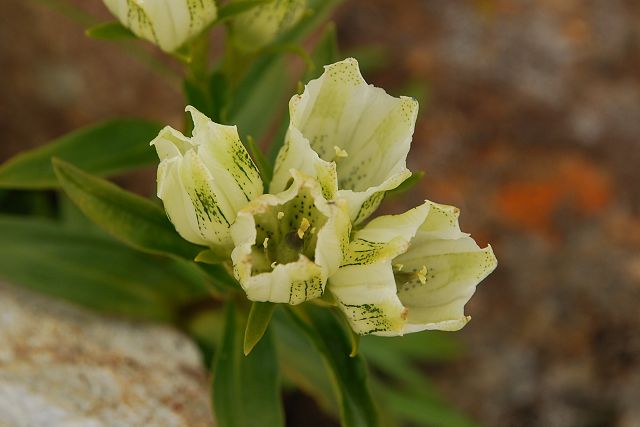 真上から見たトウヤクリンドウの花