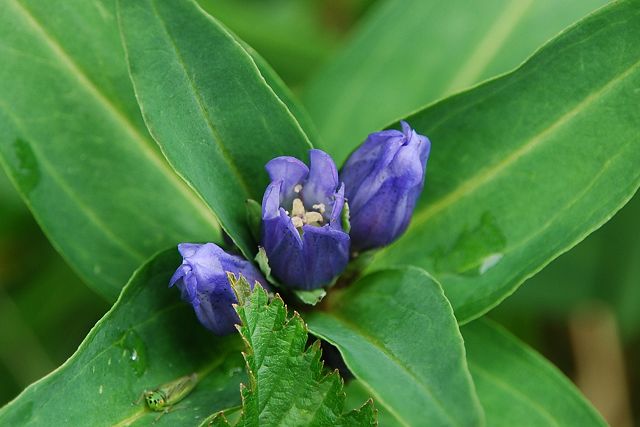 先端がわずかに開くオヤマリンドウの花