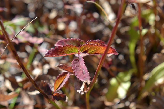 ワレモコウの草紅葉