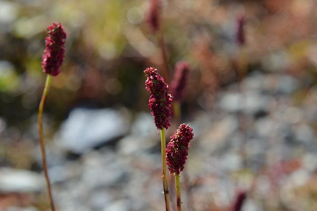 ワレモコウの花