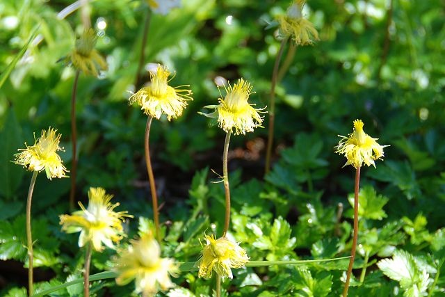 花びらの落ちたチングルマ