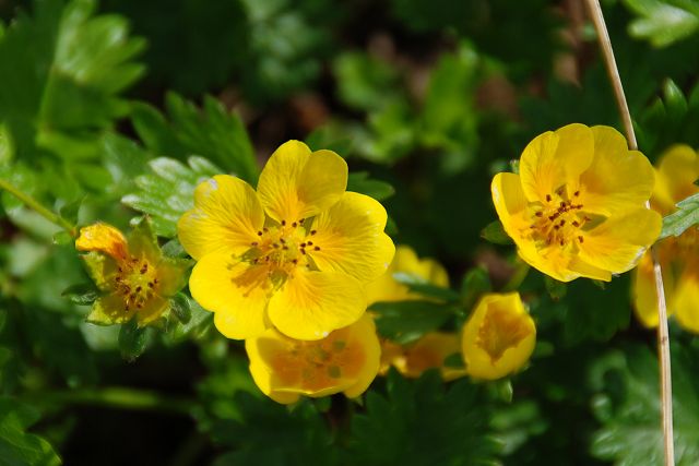 ミヤマキンバイの花