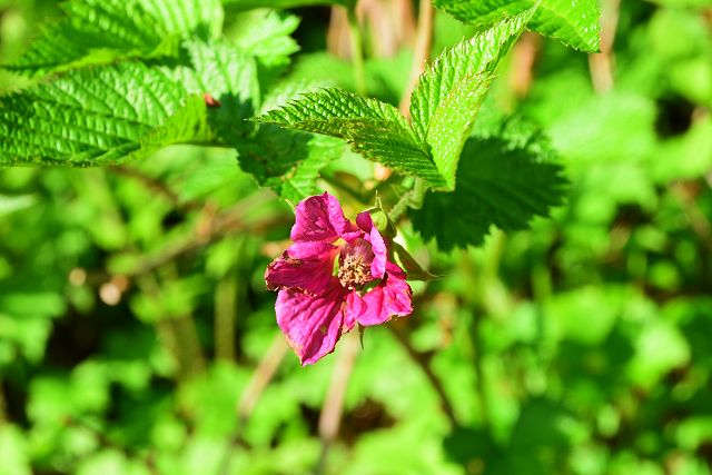 枯れたベニバナイチゴの花