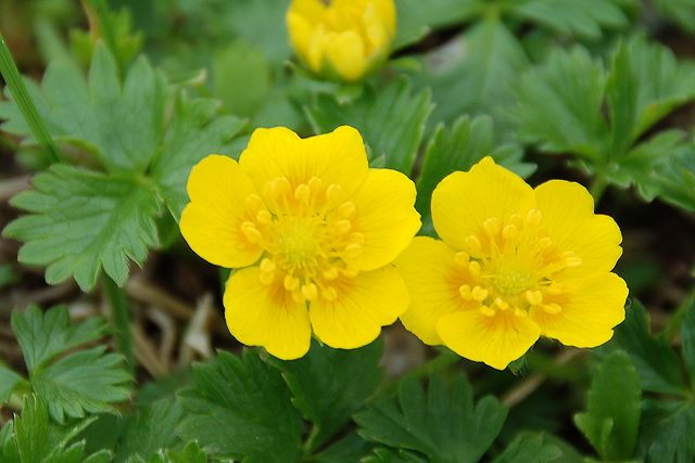 ミヤマキンバイの花