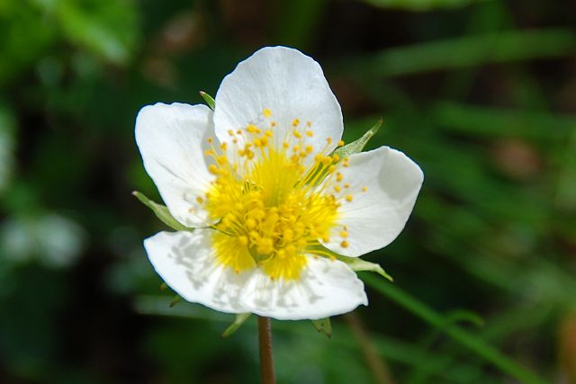 チングルマの花