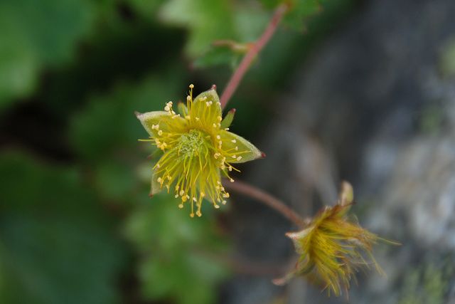 花の終わったミヤマダイコンソウ