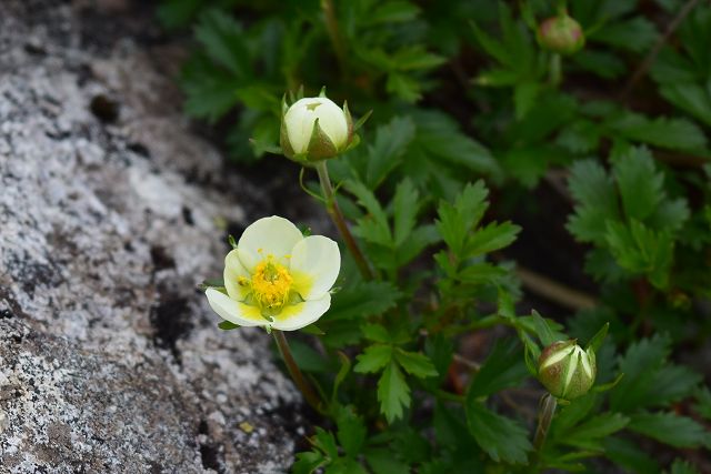 やや黄色がかったチングルマの花