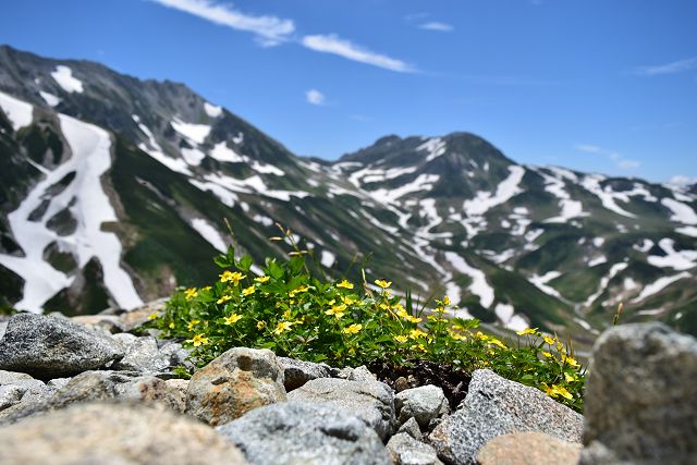 ミヤマキンバイと立山稜線