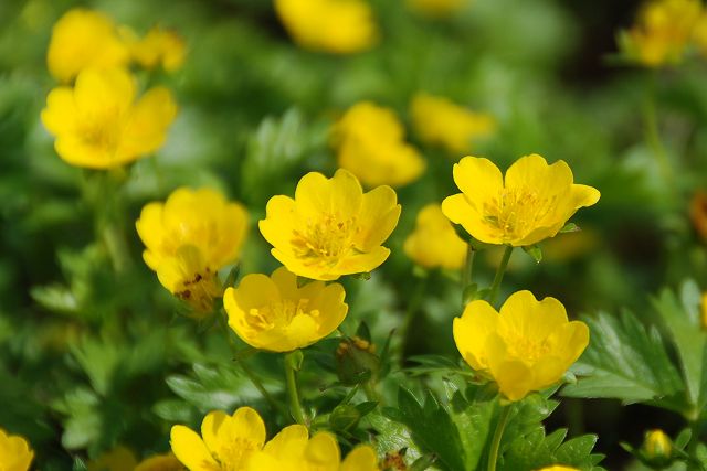 ミヤマキンバイの花