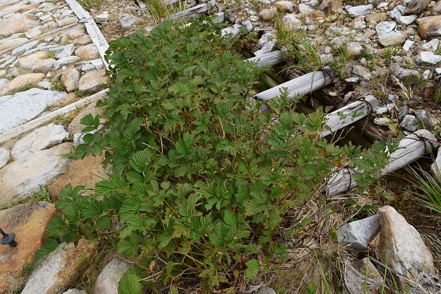 太郎坂の登山道脇にあるベニバナイチゴの木