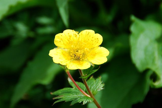 ミヤマダイコンソウの花