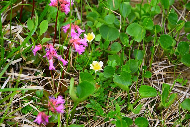 2017年7月9日、チングルマとコイワカガミの花とイワギキョウの葉