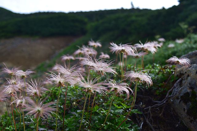 薬師岳への登山道で見た秋のチングルマ