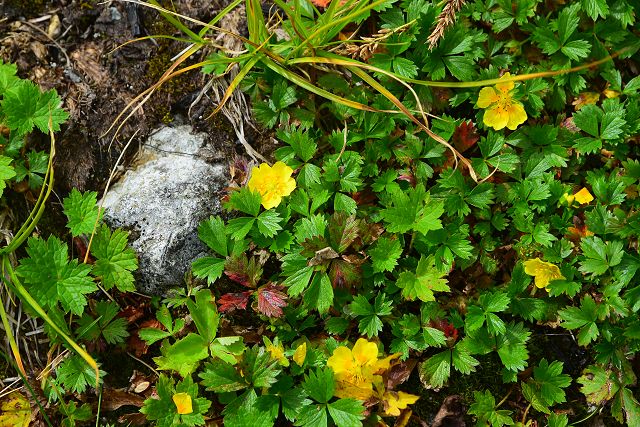 秋、最後の花をつけるミヤマキンバイ