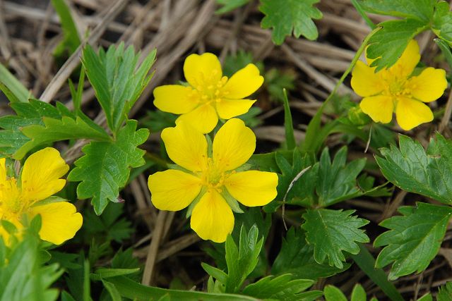 ミヤマキンバイの花