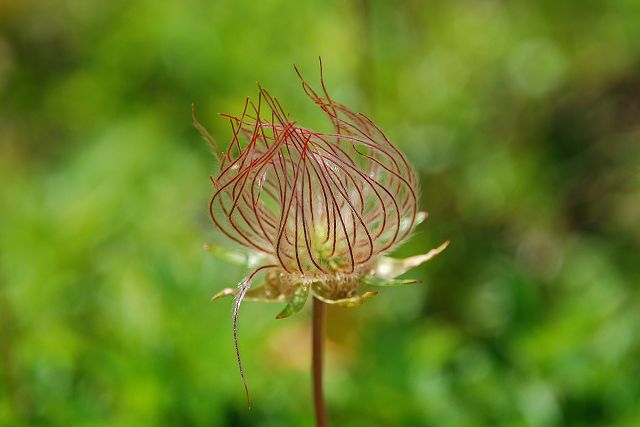 チングルマの花