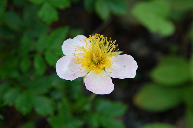 タテヤマチングルマの花