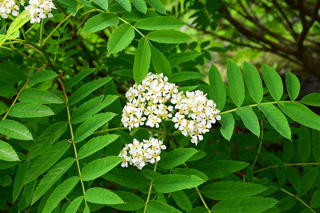 白山で見たウラジロナナカマドの花