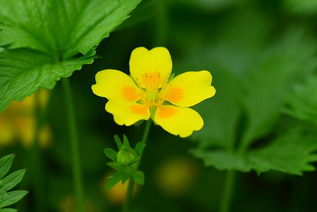 白山のお花松原で見たミヤマキンバイ