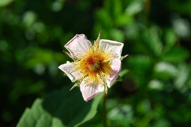 花の終わる直前のタテヤマチングルマ