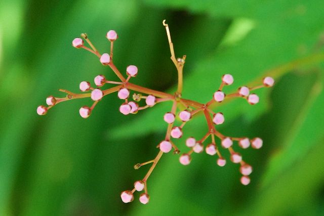 シモツケソウの蕾