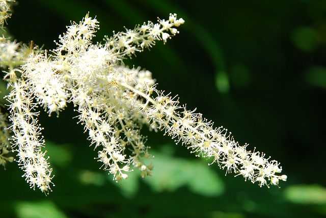 ヤマブキショウマの花序