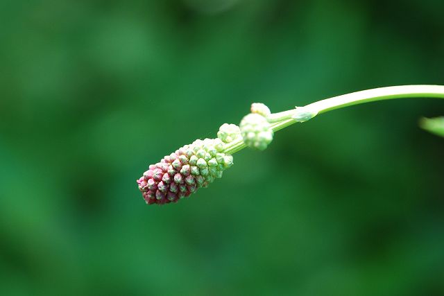 ワレモコウの未成熟の花穂