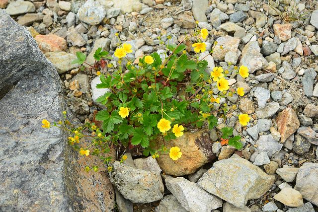 白馬岳稜線で見たミヤマキンバイ