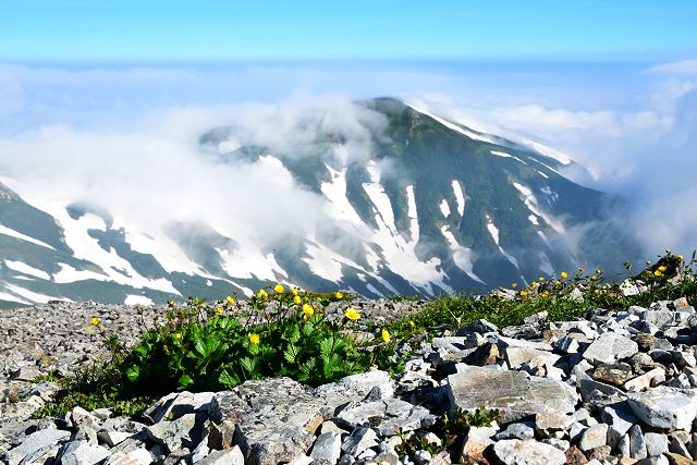 ミヤマダイコンソウと雪倉岳
