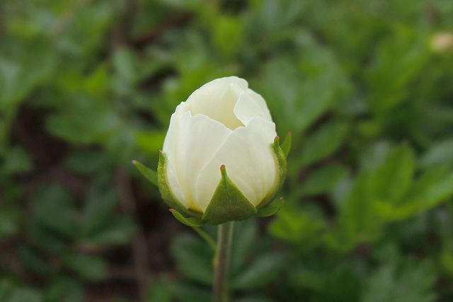 開き始めたチングルマの蕾