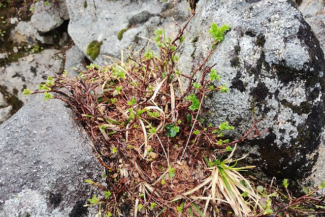 雪融け直後、若葉が芽吹きだしたチングルマ