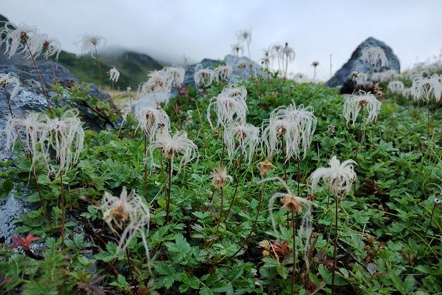 朝露に濡れたチングルマの綿毛