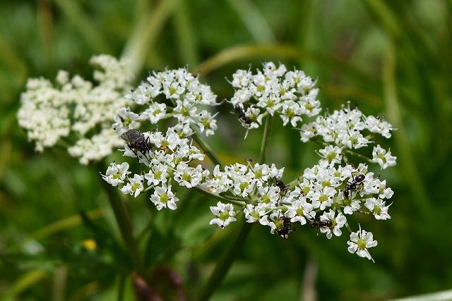 蟻が群がるハクサンボウフウの花