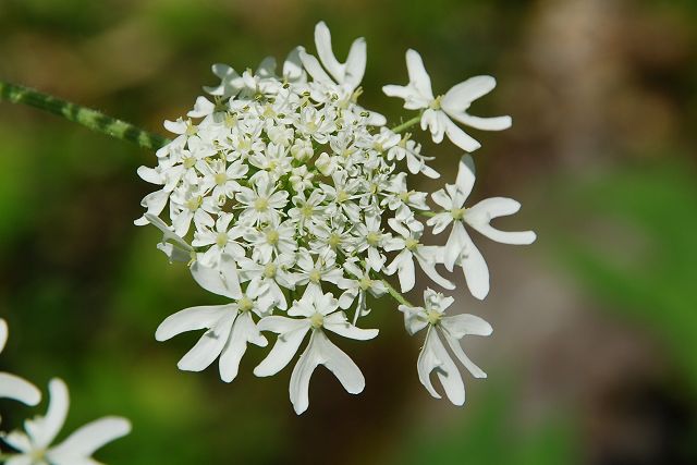 オオハナウドの花